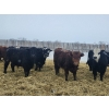 Image 4 : Tee Two Land & Cattle Co. - 680# March/April Delivery Steers - 265 Head (Kelliher, SK) VBP+