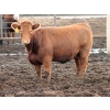 Image 2 : Sonny Wierenga - 940# September Delivery Heifers - 86 Head (Granum, AB)