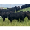 Image 2 : Round 2 Cattle Co. - 950# September Delivery Grass Steers - 40 Head (Nanton, AB)