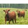 Image 8 : Mullen Land & Cattle Co. - 650# September Delivery Steer Calves - 95 Head (Peers, AB)