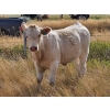 Image 6 : Logan Brothers (Rod, Barry & Bruce) - 695# Steer Calves - 80 Head (Oyen, AB)