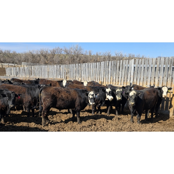 Bircham Ranch - 930# May Delivery Steers - 90 Head (Piapot, SK)