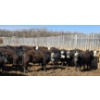 Image 1 : Bircham Ranch - 930# May Delivery Steers - 90 Head (Piapot, SK)