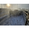 Image 3 : High Prairie Ltd. (Leonard Parke) - 11 Black Heifers (Pen 537 - 539)
