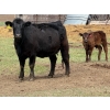 Image 7 : Kyle Torkelson - 10 Black 1st Calf Pairs (Millicent, AB)