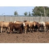Image 3 : Lesher Lane Enterprises - 975# July Delivery Heifers - 175 Head (Lacombe, AB)