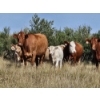 Image 8 : Logan Brothers (Rod, Barry & Bruce) - 675# October Delivery Heifer Calves - 80 Head (Oyen, AB)
