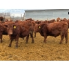 Image 5 : RBD Ranch - 950# January Delivery Steers - 65 Head (Milestone, SK)