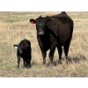 Image 15 : 9X Enterprises - 12 Black/BBF 1st Calf Pairs (Millicent, AB)