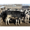 Image 5 : CS Livestock - 575# Holstein Steers - 27 Head (Rimbey, AB)