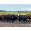 Image 5 : Kevin Szymanek - 770# June Delivery Heifers - 80 Head (Stauffer, AB)