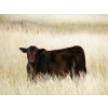 Image 2 : Justin & Theresa Berry - 515# Steer Calves - 80 Head (Hanna, AB)