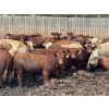 Image 2 : Lesher Lane Enterprises - 910# July Delivery Heifers - 204 Head (Lacombe, AB)