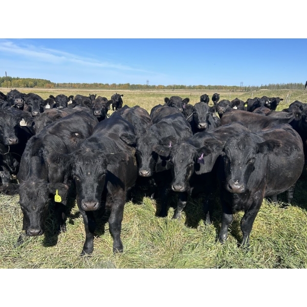 DJC Ranch - 1075# October Delivery Grass Steers - 735 Head (Meadow Lake, SK)