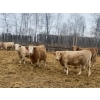 Image 2 : Leonard, Bonnie & Blair Zdan - 950# March Delivery Heifers - 50 Head (Alonsa, MB) VBP+