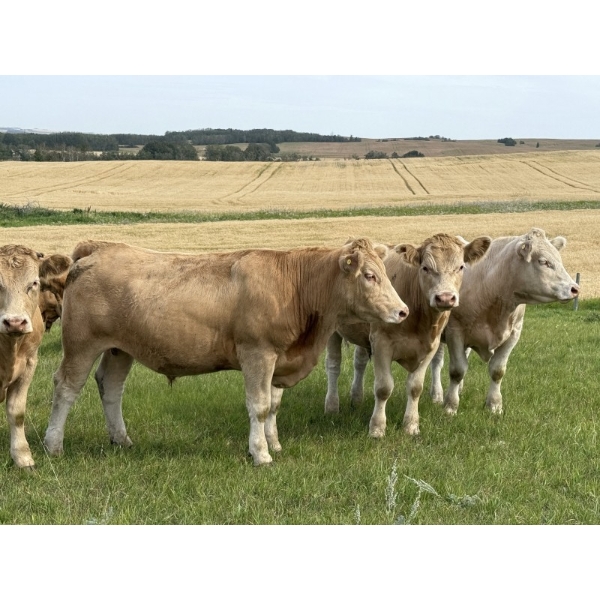 Tristan Jones - 1100# September Delivery Grass Steers - 30 Head (Ponoka, AB)