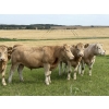 Image 1 : Tristan Jones - 1100# September Delivery Grass Steers - 30 Head (Ponoka, AB)