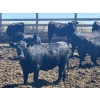 Image 3 : Peter & Diane Kooy - 865# June Delivery Heifers - 105 Head (Nobleford, AB)