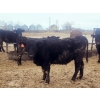Image 2 : Double X Management - 830# January Delivery Yearling Heifers - 70 Head (Langruth, MB)