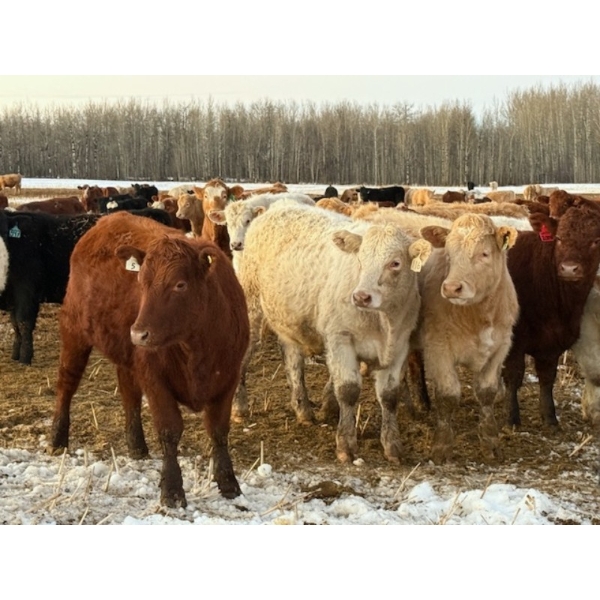 Layne & Brooke Magnuson - 825# January Delivery Steers - 148 Head (Warburg, AB)