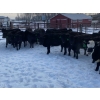 Image 2 : WA Ranches (University of Calgary) - 500# December Weaned Heifers - 70 Head (Cochrane, AB)
