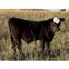 Image 3 : Jim Brothers Land & Cattle - 475# October Steer Calves - 35 Head (Nanton, AB)