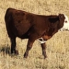 Image 6 : Schwartz Land & Livestock - 525# October Delivery Steer Calves - 90 Head (Hodgeville, SK)