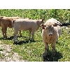 Image 5 : Joe & Elaine Ward - 680# Heifer Calves - 33 Head (Kamloops, BC)