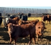 Image 3 : Sand Creek Enterprises - 925# February Delivery Steers - 55 Head (Rosemary, AB)