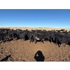 Image 7 : Vern Hambling - 800# February Delivery Heifers - 243 Head (High River, AB)