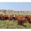 Image 8 : M.S. MacLean Livestock - 1010# September Delivery Grass Steers - 112 Head (Coaldale, AB)