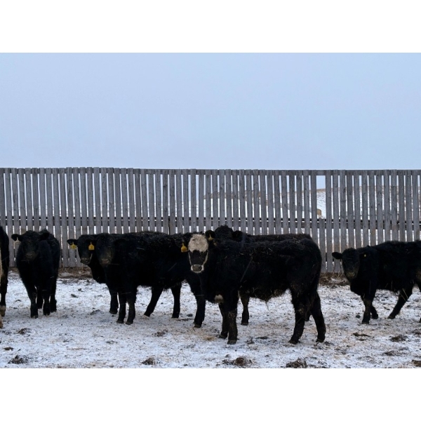 Howe Livestock - 835# January Delivery Steers - 60 Head (Mossbank, SK)