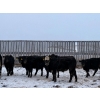 Image 1 : Howe Livestock - 835# January Delivery Steers - 60 Head (Mossbank, SK)
