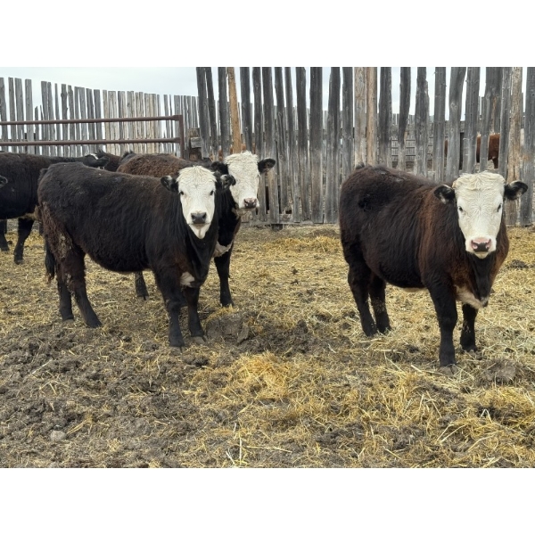 Lake Thelma Farms - 27 BBF/BWF Replacement Heifers (Coronation, AB)