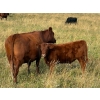 Image 3 : Palmer Ranch - 450# December Delivery Steer Calves - 180 Head (Pincher Creek, AB)