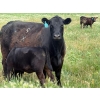 Image 5 : 9X Enterprises - 530# October Delivery Heifer Calves - 65 Head (Patricia, AB)