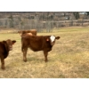 Image 14 : 130 Mile Ranch - 590# October Delivery Steer Calves - 100 Head (Lac la Hache, BC)