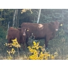 Image 6 : Meyer Cattle Inc. - 680# Weaned Steers - 90 Head (Lethbridge, AB)