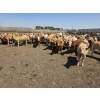 Ripple Rock Ranch - 750# June Delivery Heifers - 82 Head (Fincastle, AB)