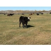 Image 9 : Moore Ranching - 600# November Delivery Steer Calves - 300 Head (Loon Lake, SK)