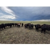 Image 5 : Bryan Ranch Ltd. - 750# June/July Delivery Grass Heifers - 117 Head (Maple Creek, SK)