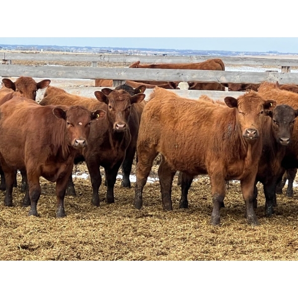 Hillcrest Farming Co. - 780# May Delivery Steers - 78 Head (Dundurn, SK)