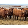 Image 1 : Hillcrest Farming Co. - 780# May Delivery Steers - 78 Head (Dundurn, SK)