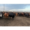 Image 5 : Chipping Hill Cattle Co. - 1000# September Delivery Heifers - 244 Head (MacGregor, MB)