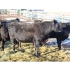 Image 3 : Black Powder Cattle Company - 1100# Heiferettes - 18 Head (Oxbow, SK)
