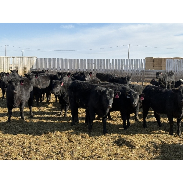 9 Bar Ranch - 800# February Delivery Heifers - 63 Head (Taber, AB) VBP+