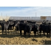 Image 1 : 9 Bar Ranch - 800# February Delivery Heifers - 63 Head (Taber, AB) VBP+
