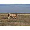Image 10 : Ron Schmidt - 720# November Delivery Steer Calves - 85 Head (Rainier, AB)