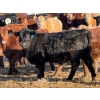 Image 7 : Ugly Head Feeders - 800# March Delivery Steers - 75 Head (Killam, AB)