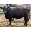 Image 2 : Peter Boone - 17 Black Bred Heifers (Picture Butte, AB)